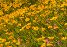 Load image into Gallery viewer, Cardiff Walking Path 24" x 20" Original Oil