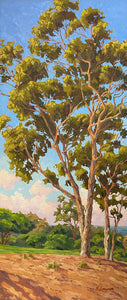 P.V.G.C. 3rd Hole Eucalyptus, 10" x 24" Original Oil on canvas board