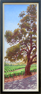Oak tree and Napa Valley Vineyard, dappled light
