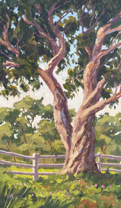 Eucalyptus Study Rancho Santa Fe 8" x 14.5"