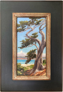Monterey cypress 4" x 8"